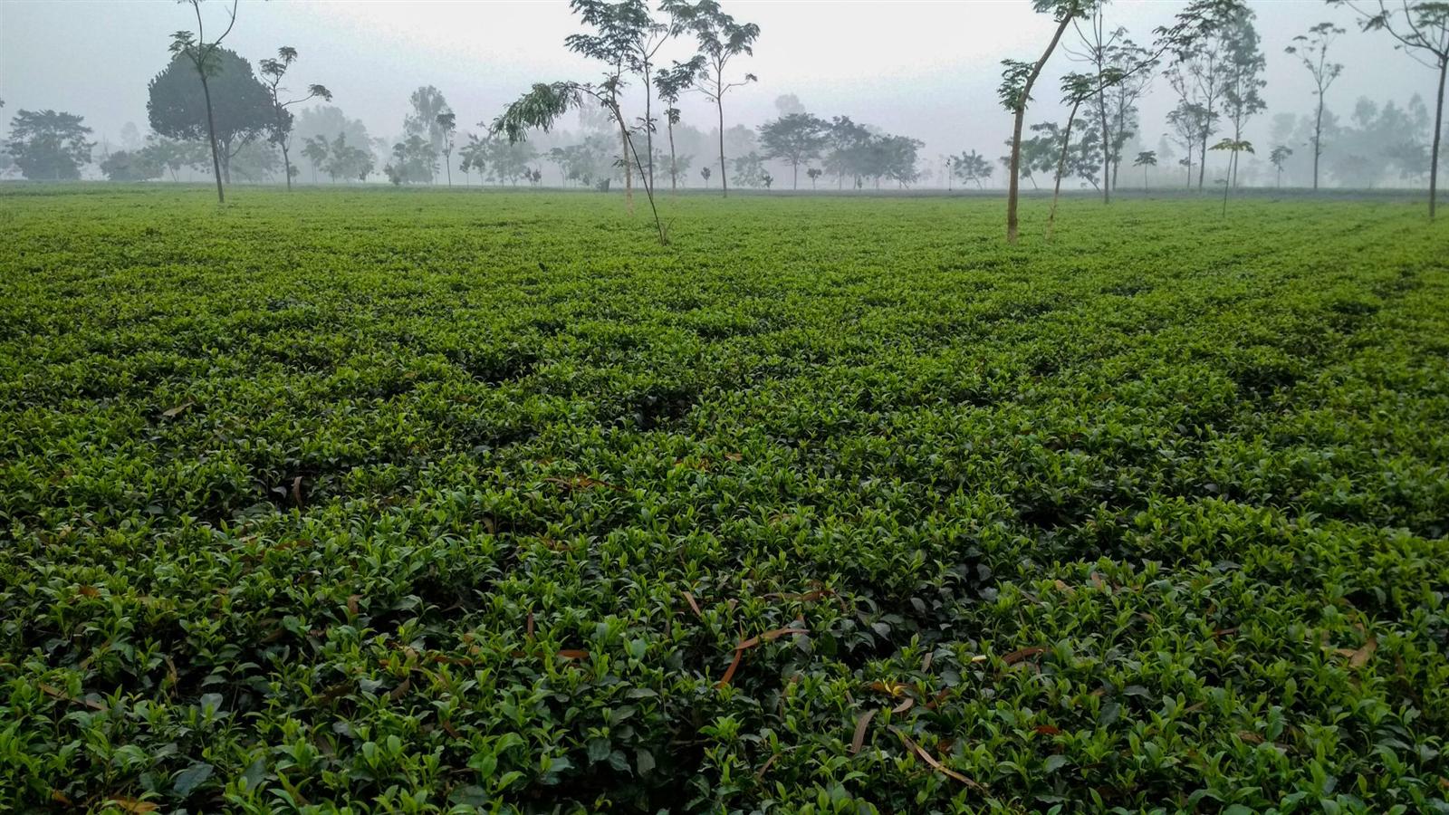 A tea field on a misty morning